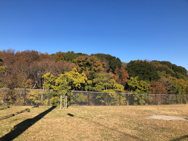 森の風景